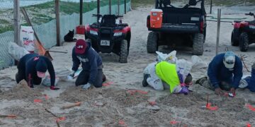 Protege Grupo Interinstitucional 472  nidos de tortugas lora en Tamaulipas