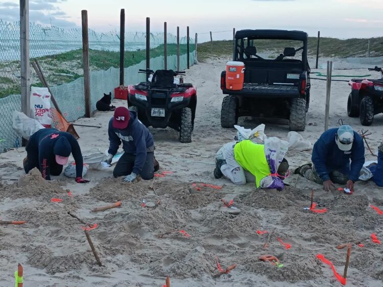 Protege Grupo Interinstitucional 472 nidos de tortugas lora en Tamaulipas