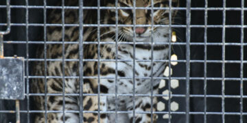 Libera Comisión de Parques nueve ejemplares silvestres, entre ellos, un lince, ocelote y zorro gris