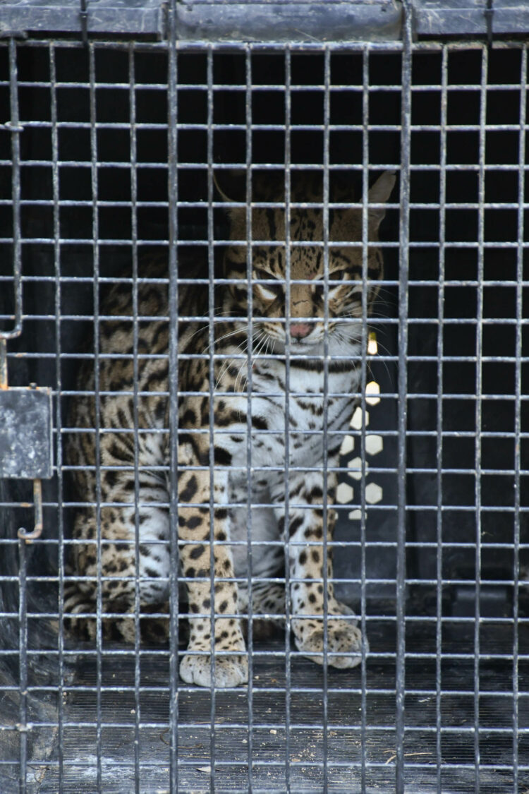 Libera Comisión de Parques nueve ejemplares silvestres, entre ellos, un lince, ocelote y zorro gris