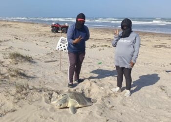 Hacen equipo en cuidado  de miles de huevos de tortuga lora