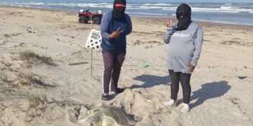 Hacen equipo en cuidado  de miles de huevos de tortuga lora