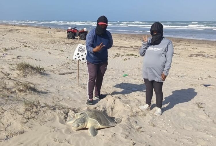 Hacen equipo en cuidado de miles de huevos de tortuga lora