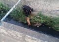 Rescatan a perrito atrapado en canal