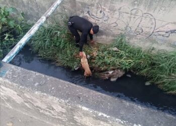 Rescatan a perrito atrapado en canal