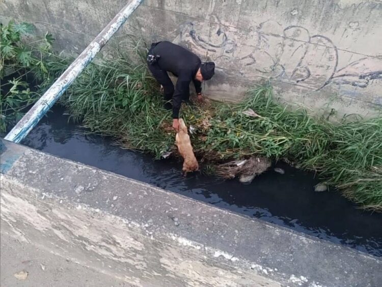 Rescatan a perrito atrapado en canal