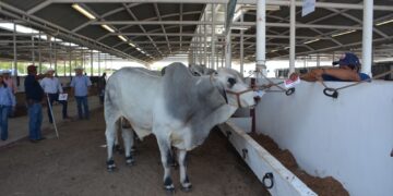 Dan impulso a la ganadería con sementales de alto valor genético