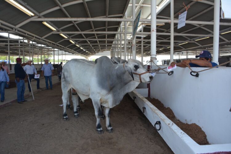 Dan impulso a la ganadería con sementales de alto valor genético