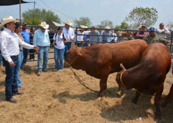 Productores de Soto la Marina acceden a sementales con subsidio estatal