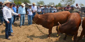 Productores de Soto la Marina acceden a sementales con subsidio estatal