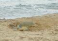 Resguarda Comisión de Parques 222,508 huevos de tortuga lora