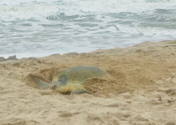Resguarda Comisión de Parques 222,508 huevos de tortuga lora