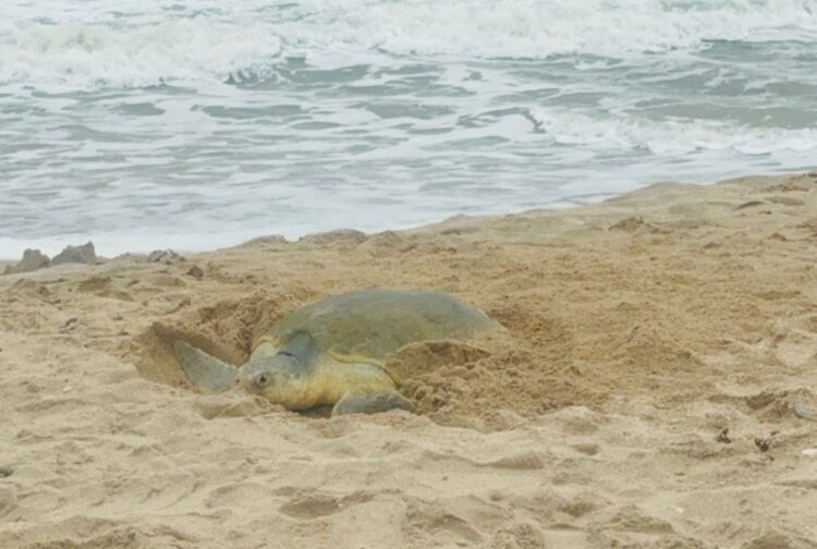 Resguarda Comisión de Parques 222,508 huevos de tortuga lora