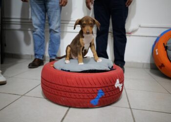 Jóvenes en conflicto con la Ley elaboran y donan camas para mascotas con material reciclado