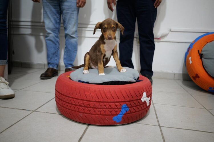 Jóvenes en conflicto con la Ley elaboran y donan camas para mascotas con material reciclado