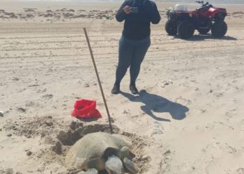 Liberará Conibio Global más de 20 mil tortuguitas lora