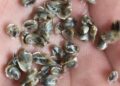 Fortalece Tamaulipas desarrollo acuícola en el litoral del Golfo de México