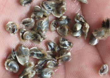 Fortalece Tamaulipas desarrollo acuícola en el litoral del Golfo de México