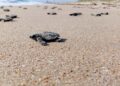 Inicia liberación de crías de tortuga lora: Comisión de Parques