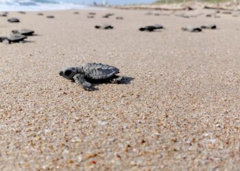 Inicia liberación de crías de tortuga lora: Comisión de Parques