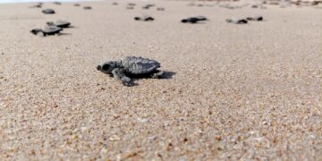 Inicia liberación de crías de tortuga lora: Comisión de Parques