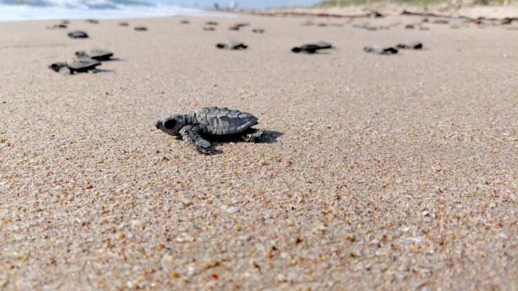 Inicia liberación de crías de tortuga lora: Comisión de Parques