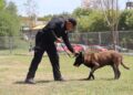 Binomios K-9 de la Guardia Estatal fortalecen la seguridad y la cercanía con la ciudadanía