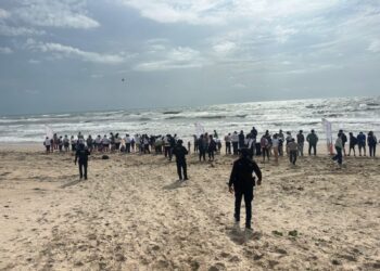 Liberan crías de tortugas lora en La Pesca