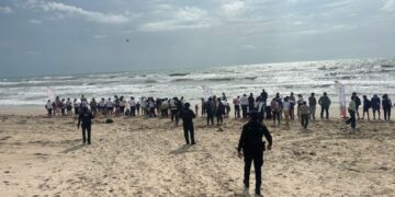 Liberan crías de tortugas lora en La Pesca