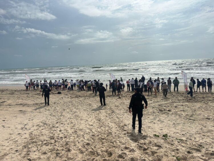 Liberan crías de tortugas lora en La Pesca