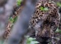 Liberan a la vida silvestre, jaguar rescatado tras recibir atención médica