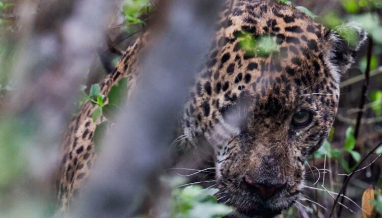 Liberan a la vida silvestre, jaguar rescatado tras recibir atención médica