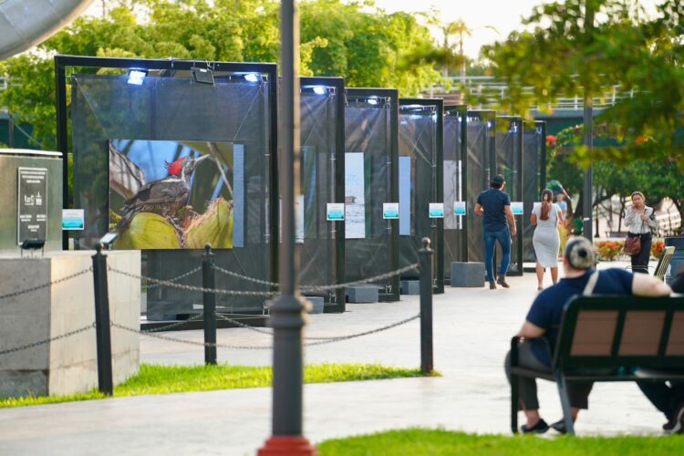 Invita Turismo a vivir “Alas en Libertad”
